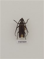 藏品(中華薄翅天牛)的圖片